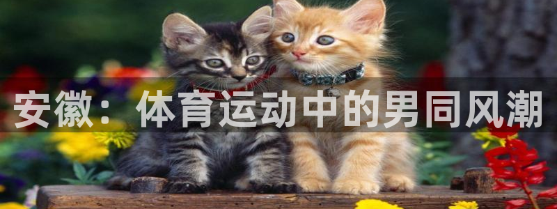 v66体育是什么：安徽：体育运动中的男同风潮